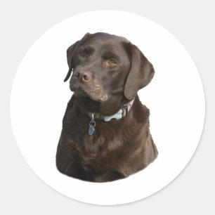 Sticker Rond Chocolate Labrador dog photo