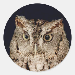 Sticker Rond Chouette