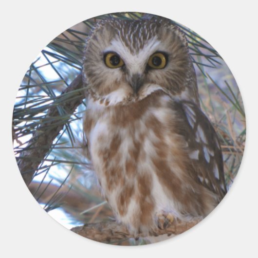 Sticker Rond Chouette à mâchoires nordiques dans l'arbre à pins (Devant)