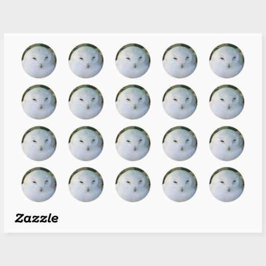 Sticker Rond Chouette des neiges (Feuille)