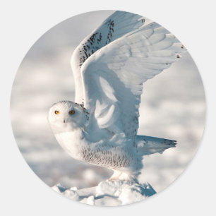 Sticker Rond Chouette des neiges décolle de la neige