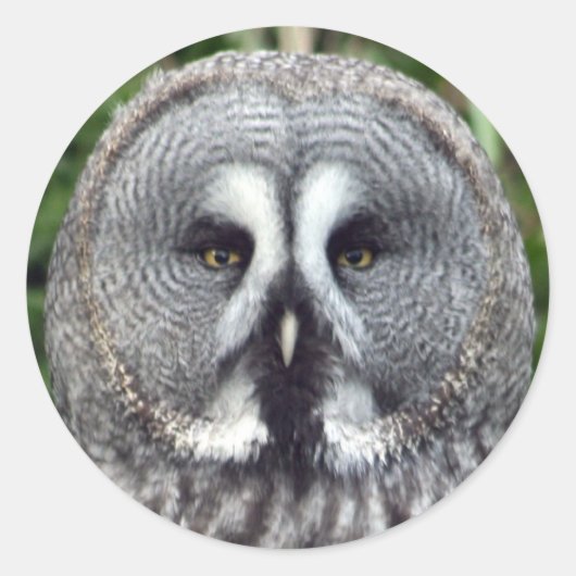 Sticker Rond Chouette grise (Devant)