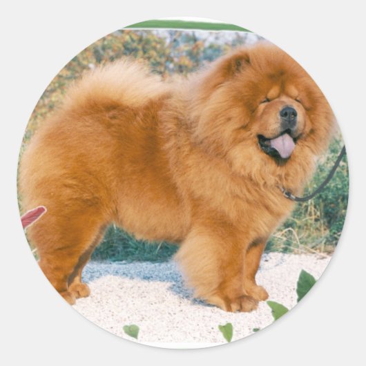 Sticker Rond Chow (Devant)