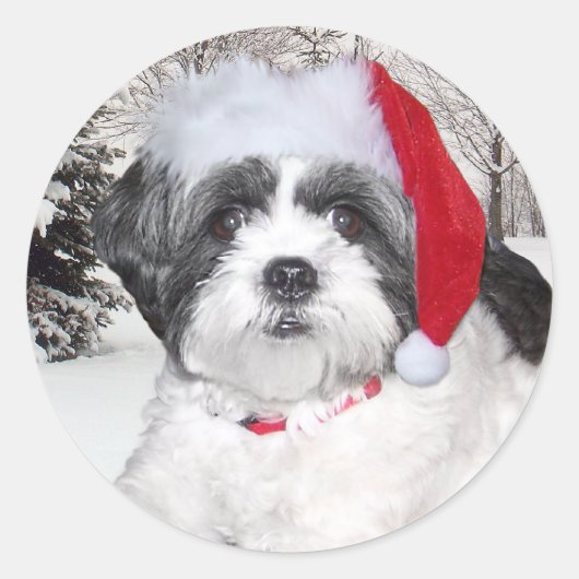 Sticker Rond Christmas Shih Tzu (Devant)