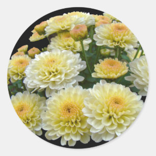 Sticker Rond Chrysanthèmes citron meringue