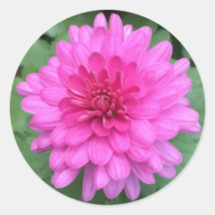 Sticker Rond Chrysanthèmes Floral Rose Chaud