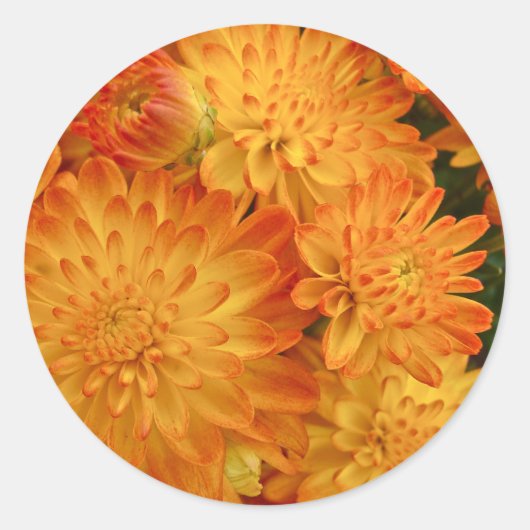 Sticker Rond Chrysanthèmes orange Fire (Devant)