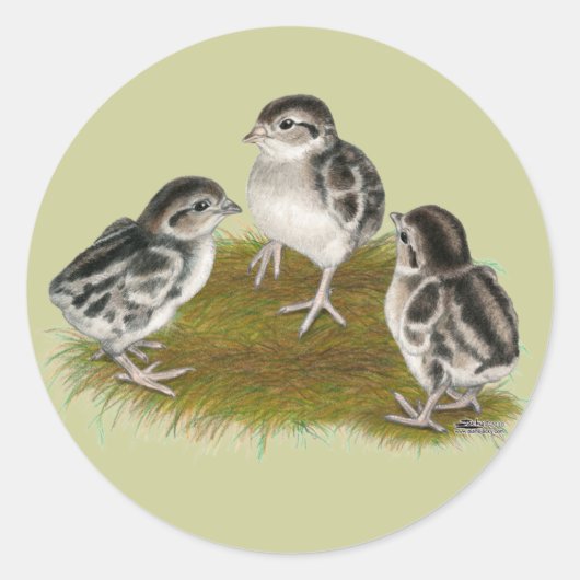Sticker Rond Chukar Partridge Chicks (Devant)