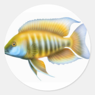 Sticker Rond Cichlid africain de paon d'Aulonocara