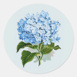 Sticker Rond Ciel bleu vintage Hydrangea