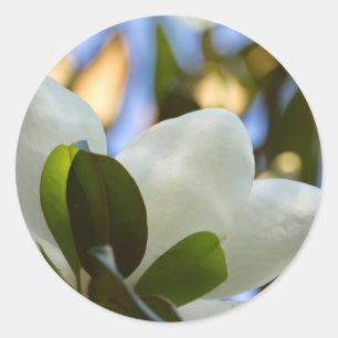 Sticker Rond Ciel de Verre Peint Magnolia du Sud Vêtements Cade