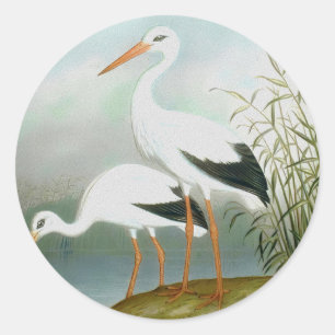 Sticker Rond cigogne blanche, illustrations d'oiseaux