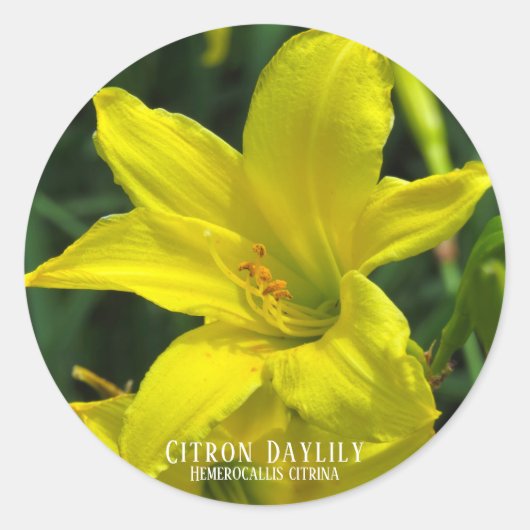 Sticker Rond Citron Daylily [Sceau rond] (Devant)