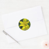 Sticker Rond Citron Daylily [Sceau rond] (Enveloppe)