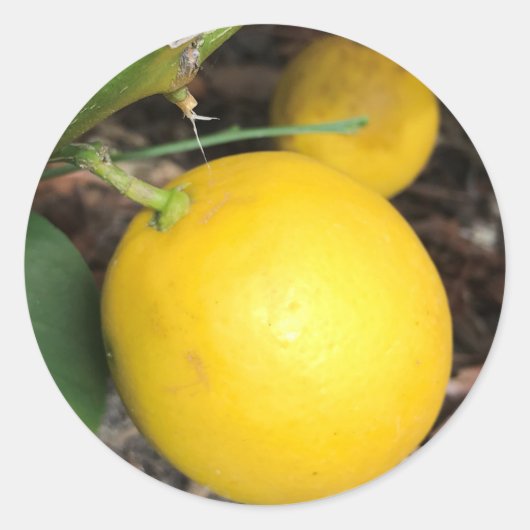 Sticker Rond Citron jaune (Devant)