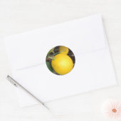 Sticker Rond Citron jaune (Enveloppe)