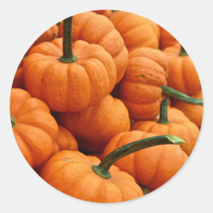 Sticker Rond Citrouille de Mini Fall