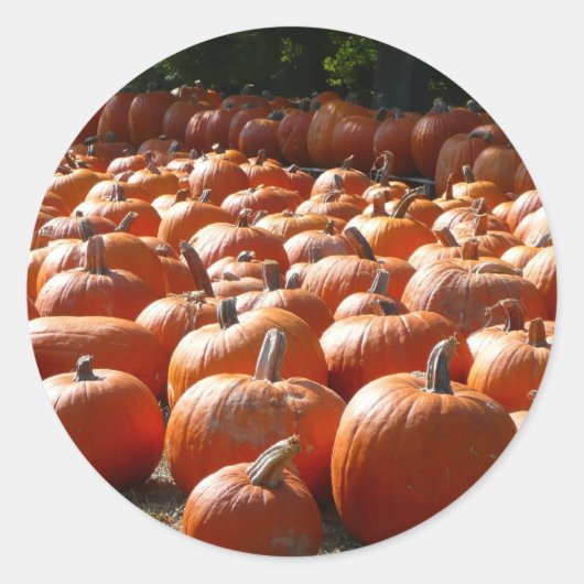 Sticker Rond Citrouille Patch Automne Harvest Photographie (Devant)