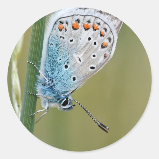 Sticker rond classique (Devant)