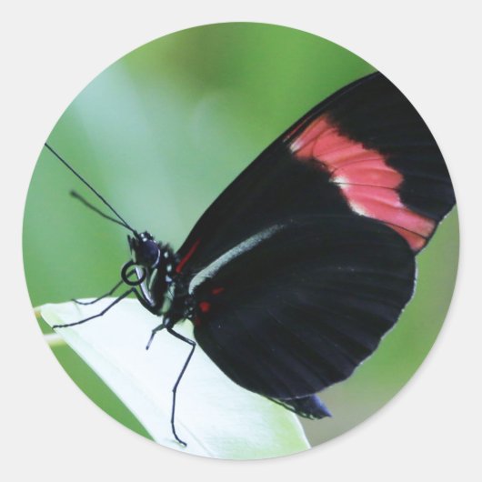Sticker rond classique/fermeture postale (Devant)