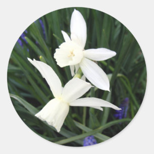 Sticker rond classique Thalia Daffodils blanc