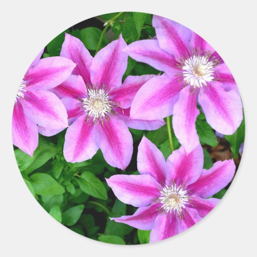 Sticker Rond Clematis rose et Oregano sauvage (Devant)