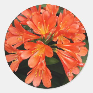 Sticker Rond Clivia Miniata - La Belle Fleur Orange
