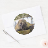 Sticker Rond Close-up of porcupine in a tree (Enveloppe)