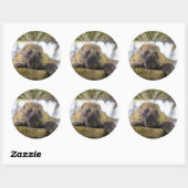 Sticker Rond Close-up of porcupine in a tree (Feuille)