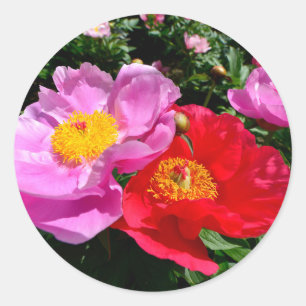 Sticker Rond Closeup Chinois pivoines fleurs Carte postale Post