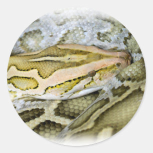 Sticker Rond Closeup de python indien