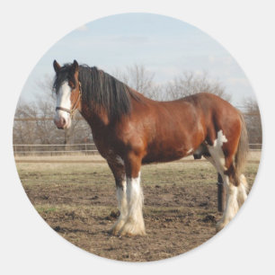 Sticker Rond clydesdale