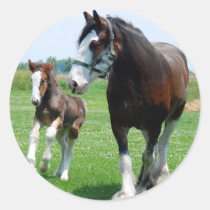 Sticker Rond Clydesdale et Filly