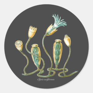 Sticker Rond Clytia noliformis