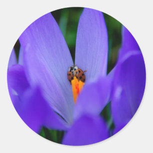 Sticker Rond Coccinelle autocollante