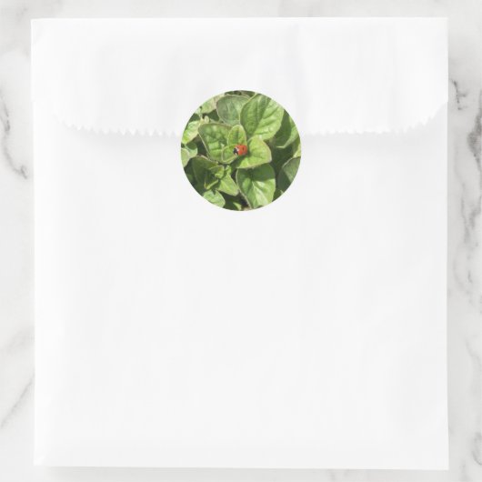Sticker Rond Coccinelle dans le parc (Sac)