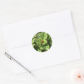 Sticker Rond Coccinelle dans le parc (Enveloppe)