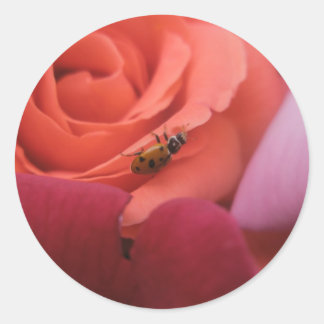 Sticker Rond Coccinelles Roses