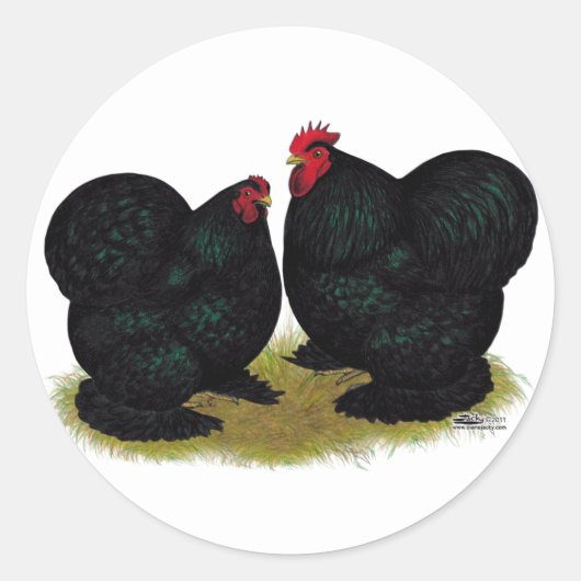 Sticker Rond Cochins Black Bantam Paire (Devant)