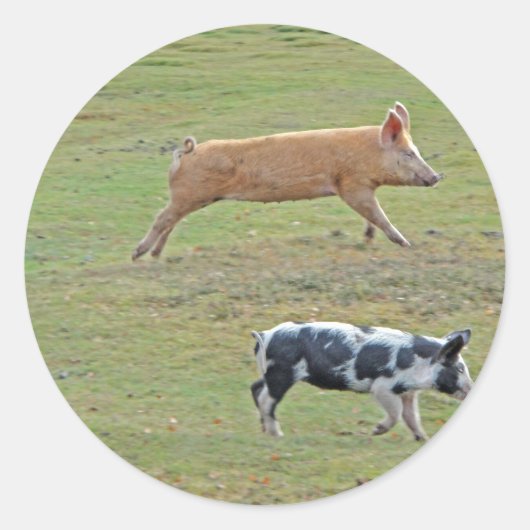 Sticker Rond Cochons volants (Devant)