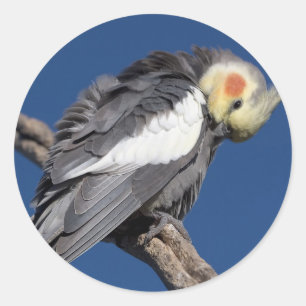 Sticker Rond Cockatiel