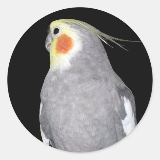 Sticker Rond Cockatiel d'oiseaux animaux domestiques (Devant)