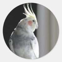 Cockatiel pie