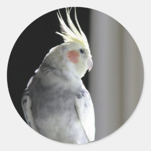 Sticker Rond Cockatiel pie