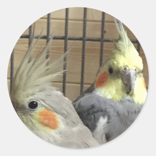 Sticker Rond Cockatiles (Devant)