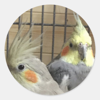 Sticker Rond Cockatiles