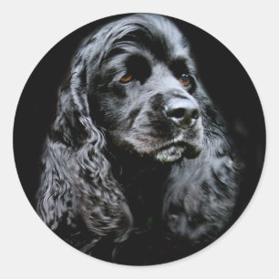 Sticker Rond Cocker noir