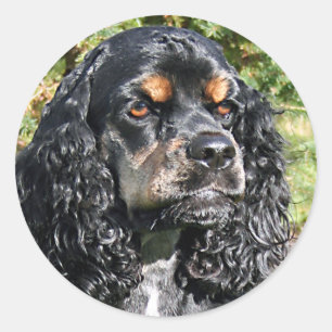 Sticker Rond Cocker Spaniel