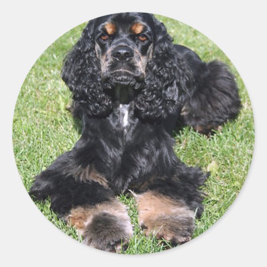 Sticker Rond Cocker Spaniel Photo (Devant)