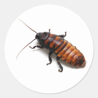 Sticker Rond Cockroach